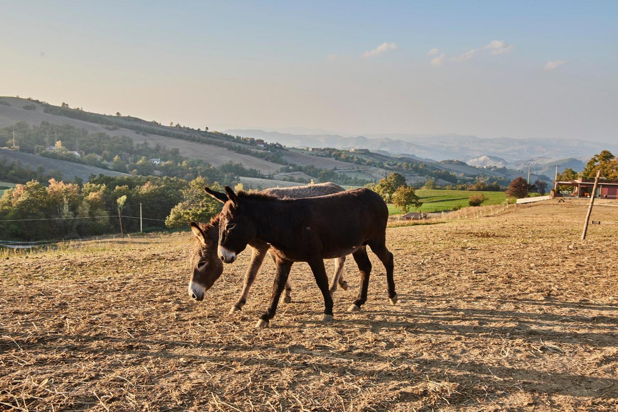 Agriturismo Prato Del Re Prignano sulla Secchia 外观 照片